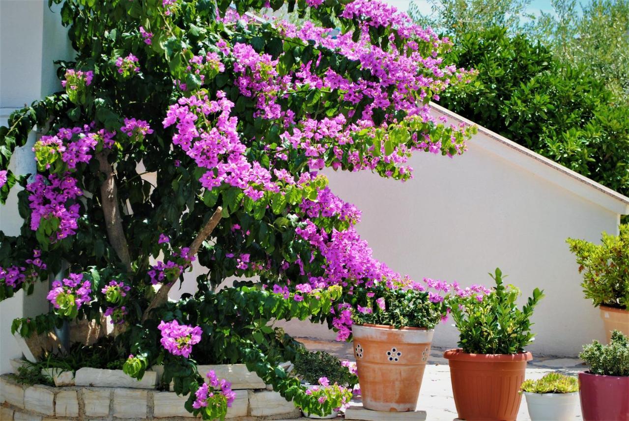 Villa Micic Zadar Exterior foto